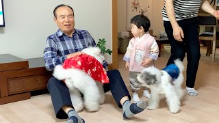 Grandpa Said He Hates Dogs and Chased Them Away... But He's Actually Smiling! by 슈앤트리 SHU AND TREE 14,463 views 6 months ago 3 minutes, 49 seconds