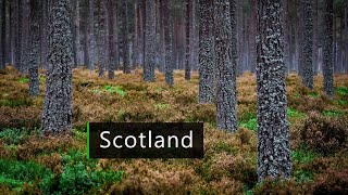 Nature sounds - Forest dawn chorus in Scotland screenshot 3