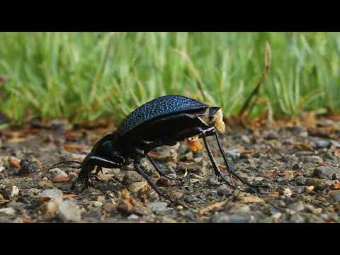 კავკასიური ბზუალა - Carabus (Procerus) caucasicus