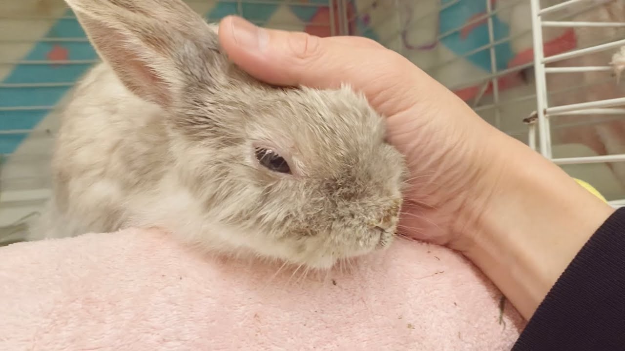 スピカがお月様に帰りました　引っ越し翌日からのスピカ　　by うさぎカフェ もふれる 【Rabbit cafe Moff-rell】　【2024年1月25日】