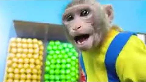 KiKi Monkey challenge with Watermelon Ice Cream Swimming Pool with Ducklings   KUDO ANIMAL KIKI