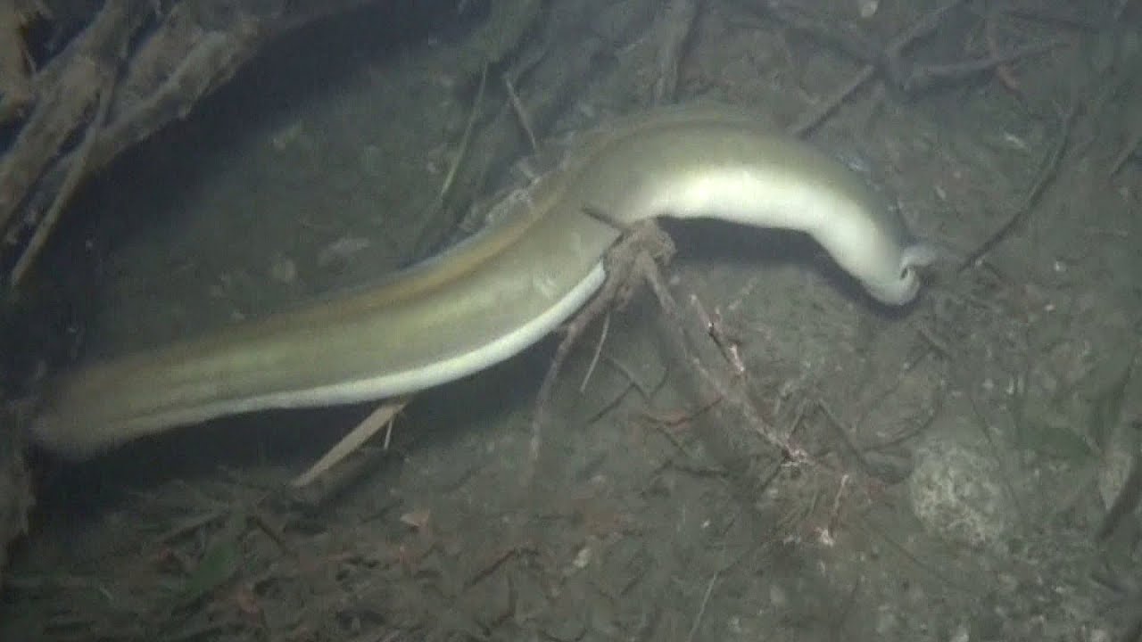 ウナギ夜間水中映像13 クローズアップ版 13年9月21日 Youtube
