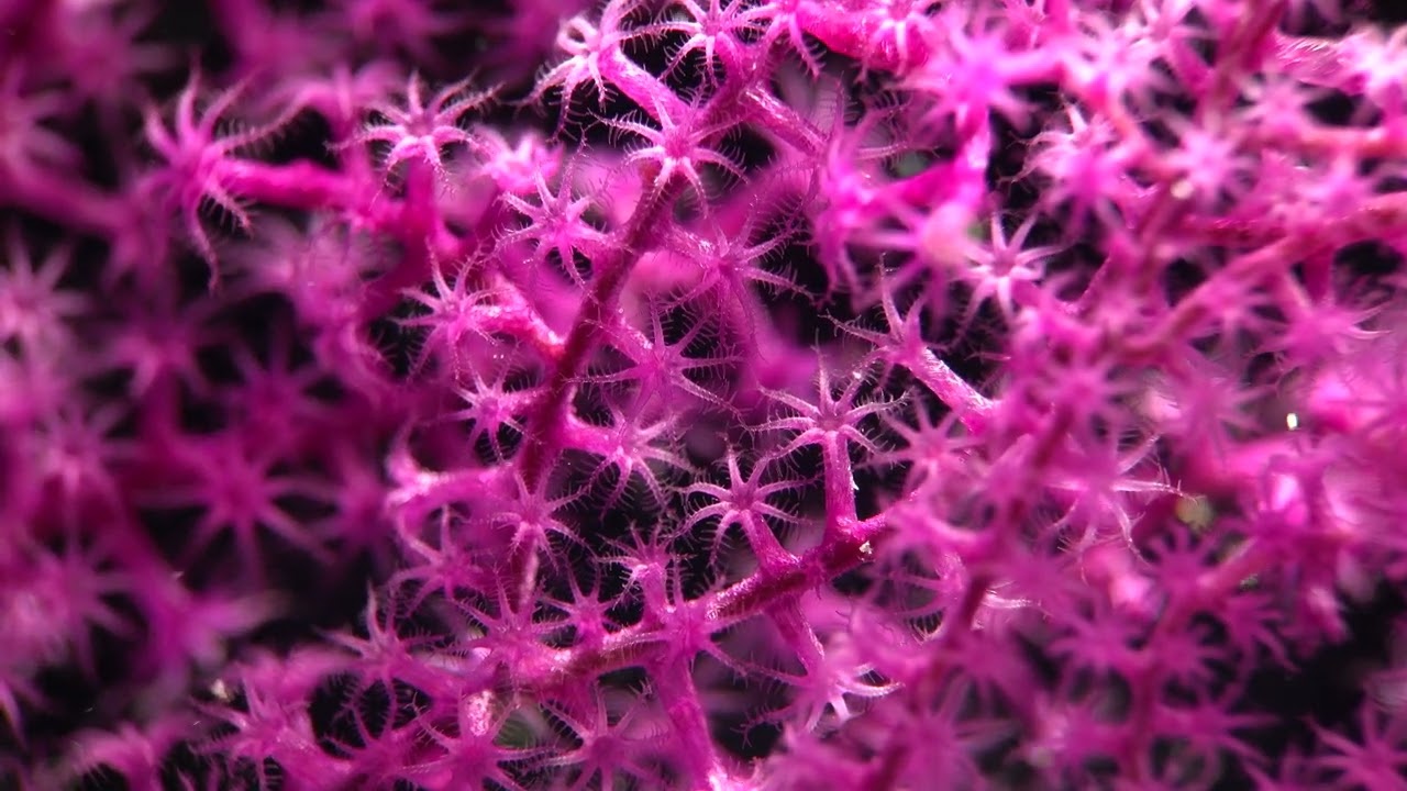 Ant Atoll UNESCO World Biosphere Reserve 2025