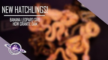 Identifying the Ball Python Morph GRANITE | Clutch #1 of the 2022 Season