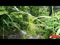 Suara Air Dan Suara Burung Pagi Hari Di Alam Untuk Relaksasi Mp3 - Mp4 Download