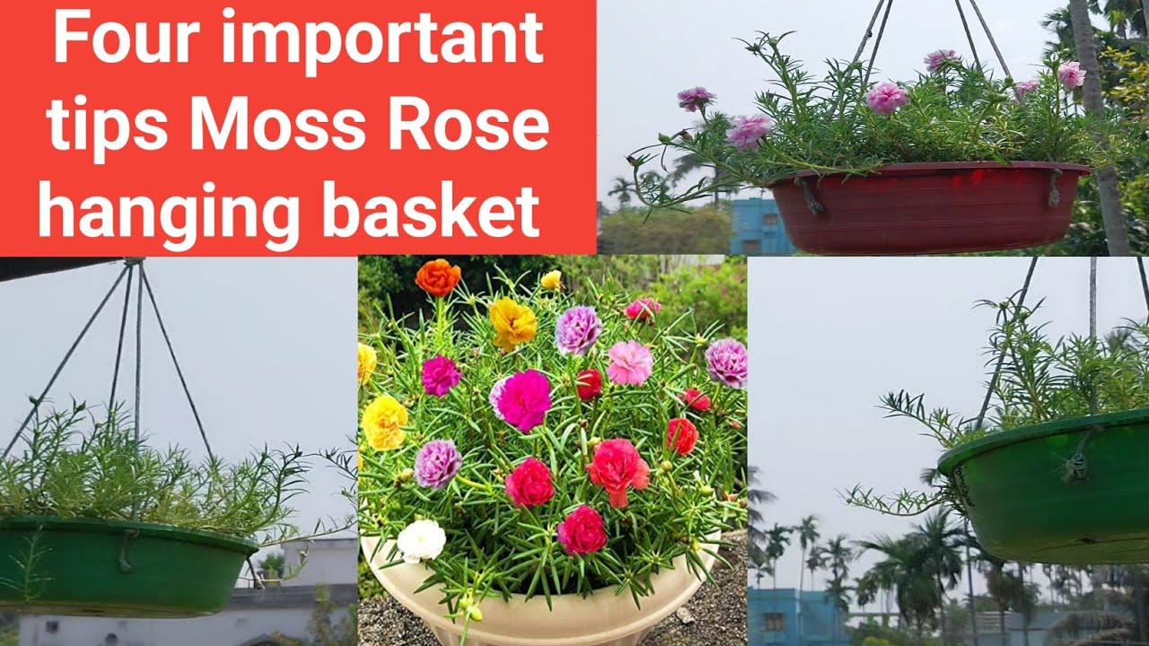 Moss rose को कैसे hanging basket में grow करें / Important care tips
