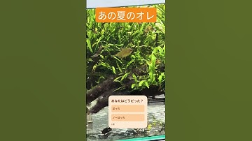 Thumbnail of 水槽内にあの夏の俺がいた件 #アクアリウム #熱帯魚