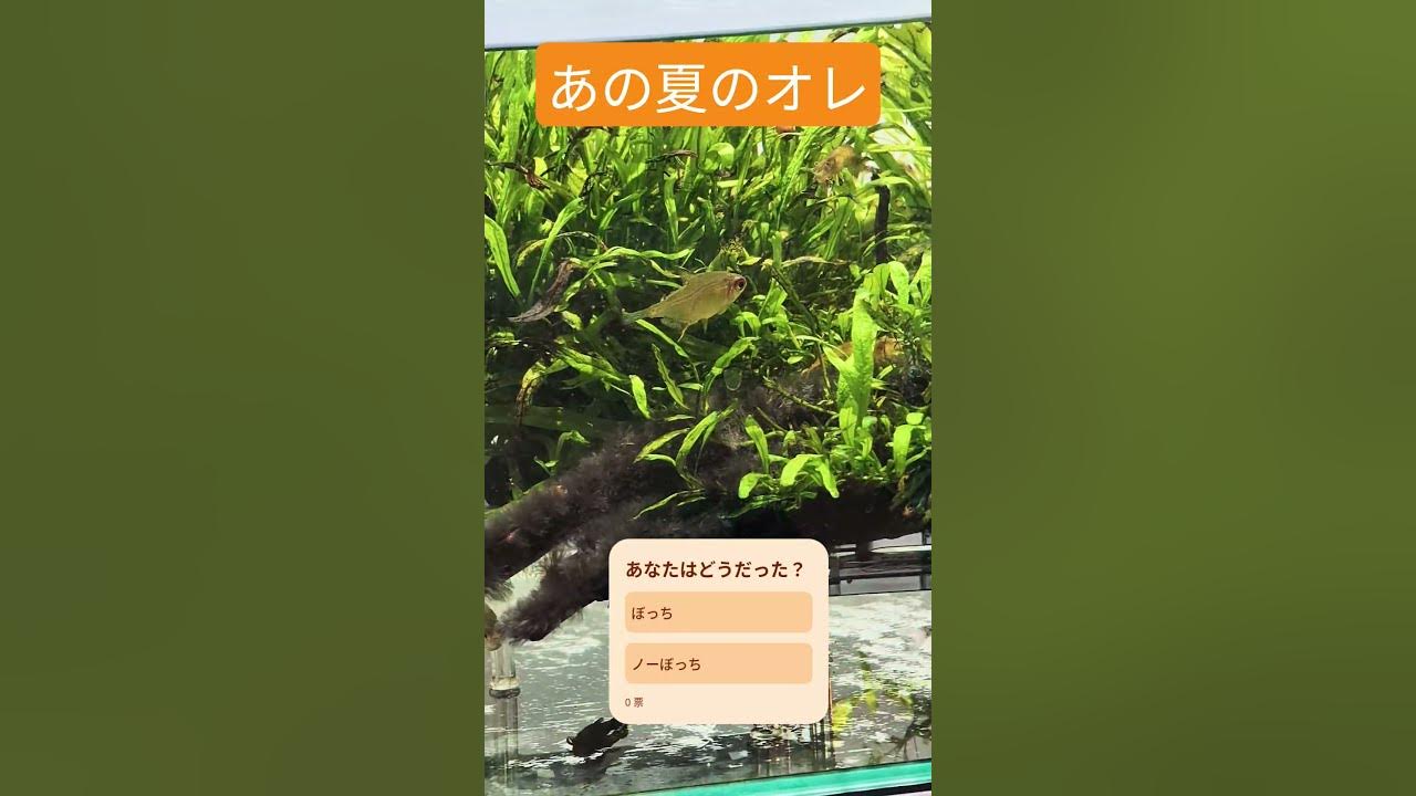 水槽内にあの夏の俺がいた件 #アクアリウム #熱帯魚