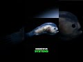 Anglerfish: The Bizarre Parasitic Mating Ritual Explained #shorts