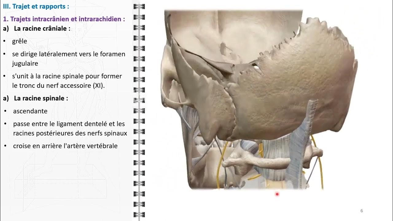 ANATOMIE FMPM NERF ACCESSOIRE 