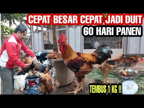 Cara Agar Ayam