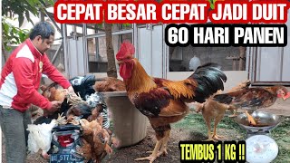 CARA JITU AGAR AYAM CEPAT BESAR💯