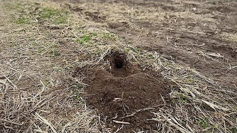 Step Down Dirt Hole Set For Coyote (KILLER SET)