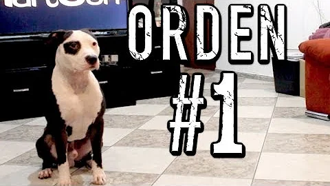 ¿Cuál es la primera orden que hay que enseñar a un perro?