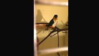 Download Lagu Suara Caique :-) MP3