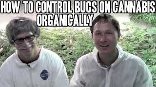 How to Control Bugs and Pests on Cannabis Organically