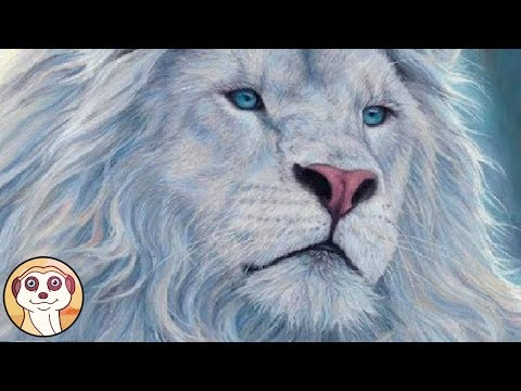 Video: Gli Animali Più Incredibili