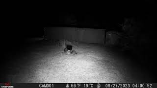 Little Bandits raid my Deer Corn 8-27-23