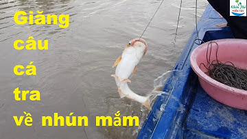 281 | Giăng câu cá tra bằng mồi chuối chín | Fishing