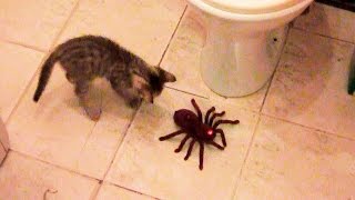 Giant Spider attacks Kitten - Toy Freaks Family Style