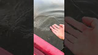 What kind of release was that 😂 largemouth bass fishing #bass #largemouthbass #fishing #ytshorts