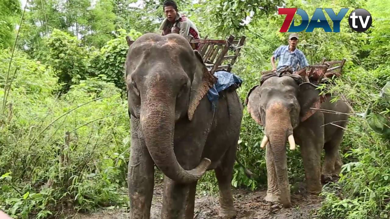 ပဲခူး႐ိုးမထဲက အလုပ္ျပဳတ္သြားတဲ့ဆင္ႀကီးေတြ