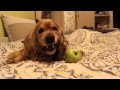 My dog eating an apple