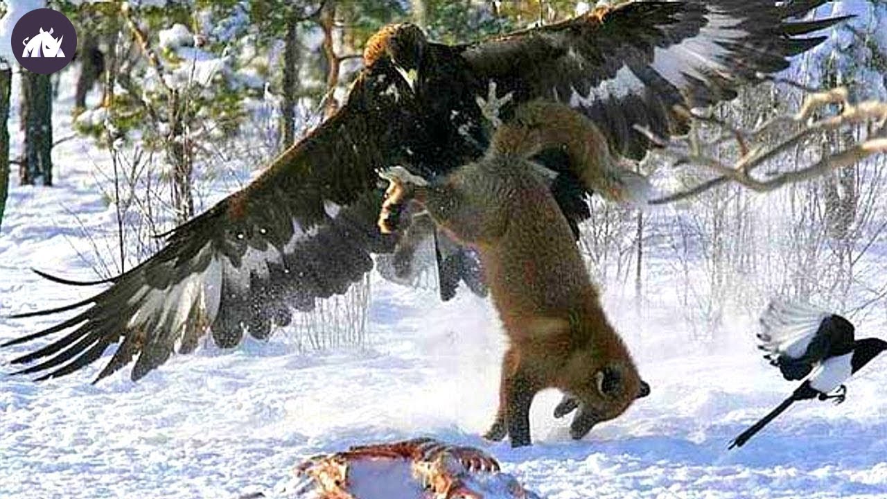 El Águila Dorada, El Asesino Alado Que Ataca A Humanos Y Lobos - YouTube