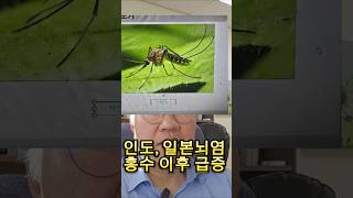 인도...홍수 이후 일본뇌염 급증, 작은뺜간집모기 밀도 관련 #인도 #일본뇌염 #모기 #홍수