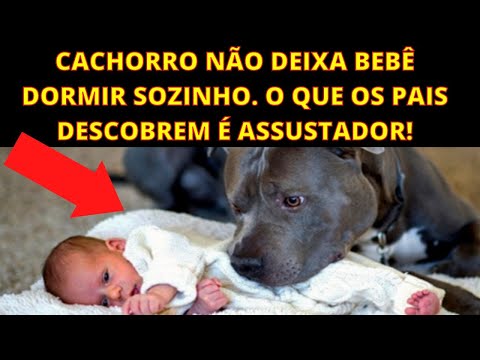 Vídeo: Cães Familiares Trazidos Para O Hospital Para Confortar O Bebê Em Seus Momentos Finais