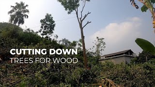 Cutting down trees for wood to plant fruit trees  The way Vietnamese people harvest wood