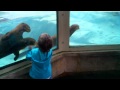 Cute Otters Chasing Little Girl