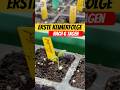 Erste Keimerfolge 🌱 Chili, Paprika & Co.