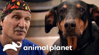 ¡Un dobermann con un tumor de 4 kilos! | Dr. Jeff, Veterinario | Animal Planet