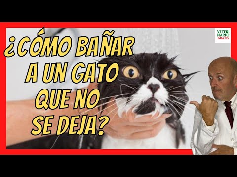 Video: Consejos simples para bañarse con un gato: ¡lavar a tu gato sin que te arañen hasta morir!