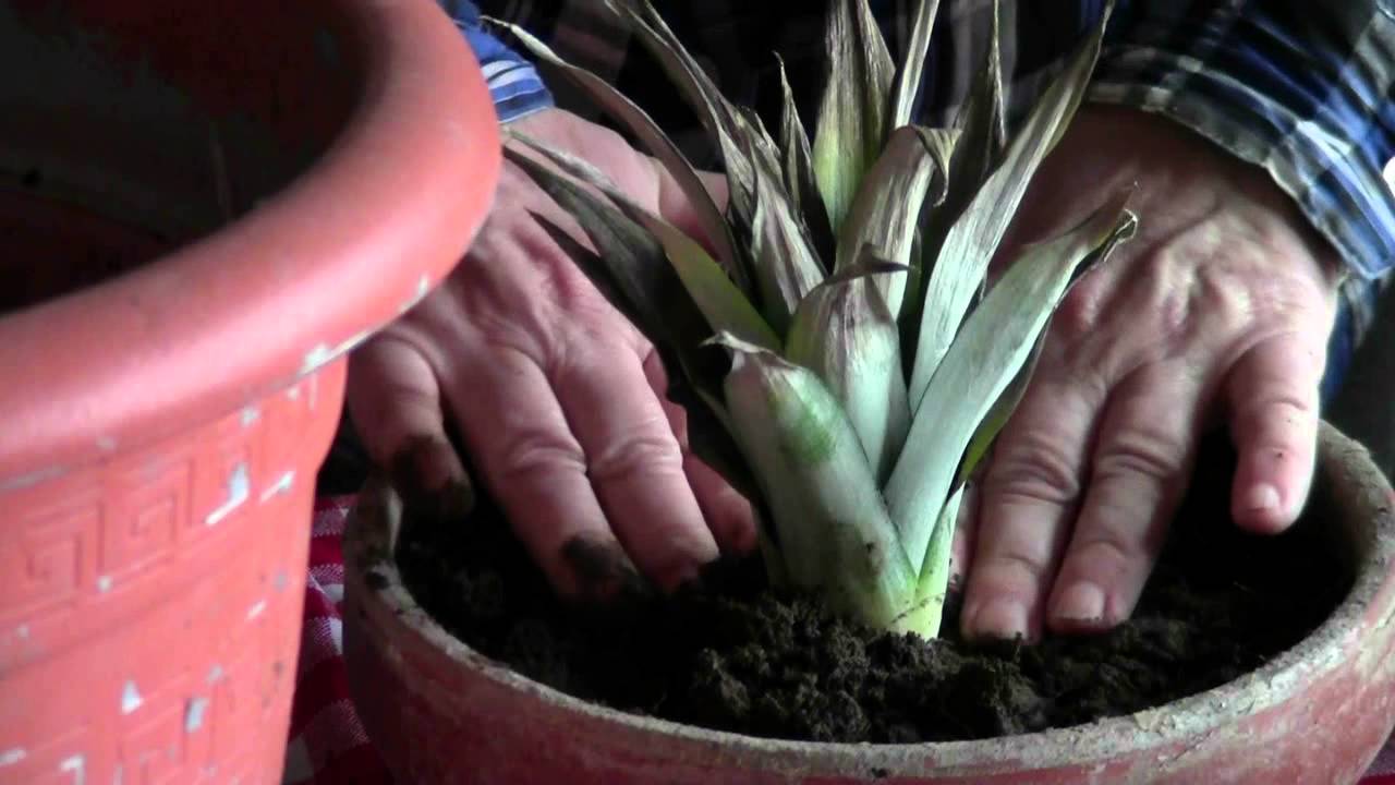 Come coltivare una pianta d ananas a costo zero! youtube Come fare una planimetria