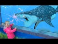 Funny Animal Videos - Dolphin and baby 2020 - Try not to laugh