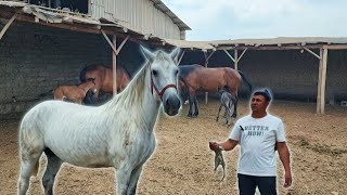 БОГОЗ БИЯЛАР СОТИЛАДИ..ULUGBEKDA QULUNLI BIYALAR..продпю лошады