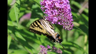 Eastern Tiger Swallowtail On A Butterfly Bush