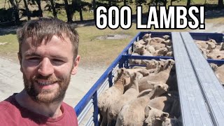 MOVING LAMBS WITH A HUGE STOCK TRUCK