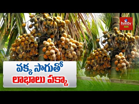 వక్క సాగుతో అధిక లాభాలు | Betel Nut Farming Profit in Telugu | Vakka Sagu | hmtv Agri