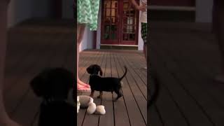 Funny Dachshund Adorably Protects Pet Parent!