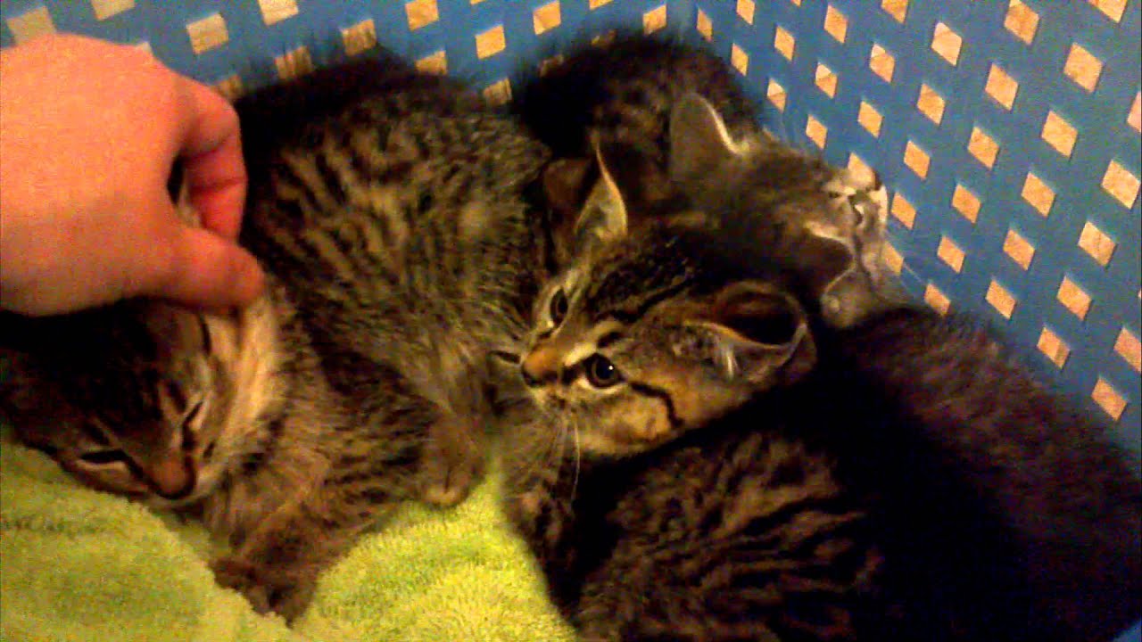 Taming the new feral kittens 