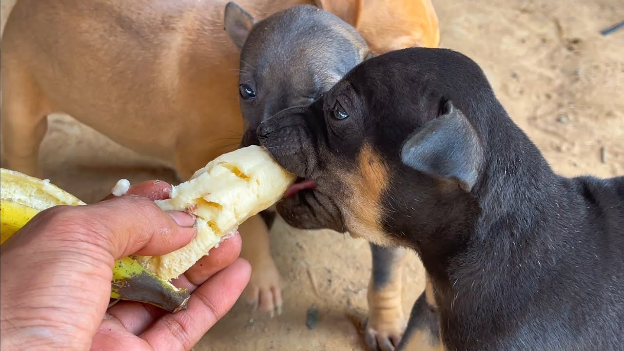 Beautiful view of Feeding Banana To Puppies Daily