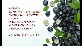 видео: Мировые технологии выращивания голубики.Часть 4: Организация сбора урожая, хранения и сбыта голубики картинка: Мировые технологии выращивания голубики.Часть 4: Организация сбора урожая, хранения и сбыта голубики