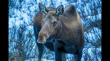 Canadian Rockies Moose with Calf Grazing
