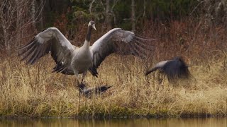 Crows Attack Cranes Nest