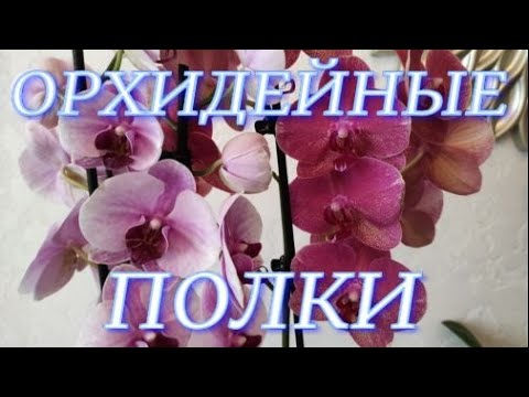 Полка для орхидей своими руками фото