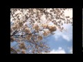 桜  オリジナル曲.