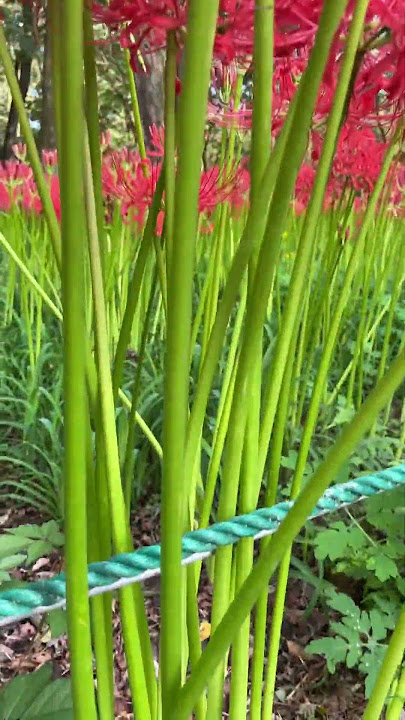 spider lily - the flower that always appears in Japanese anime or manga #kimetsunoyaiba #higanbana